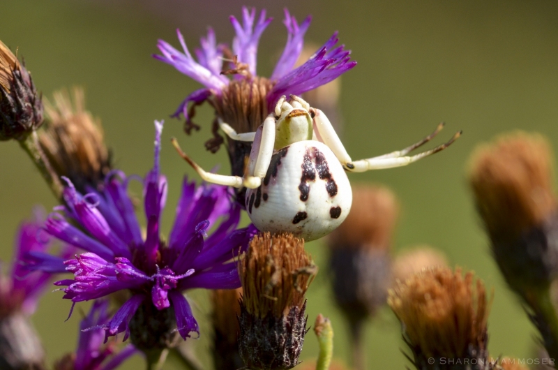 A Whitebanded Crab Spider in Ironweed