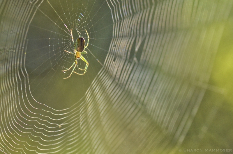 An Orchard Orbweaver waiting in its web