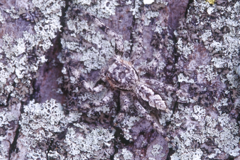 Perfectly camouflaged spider on a tree