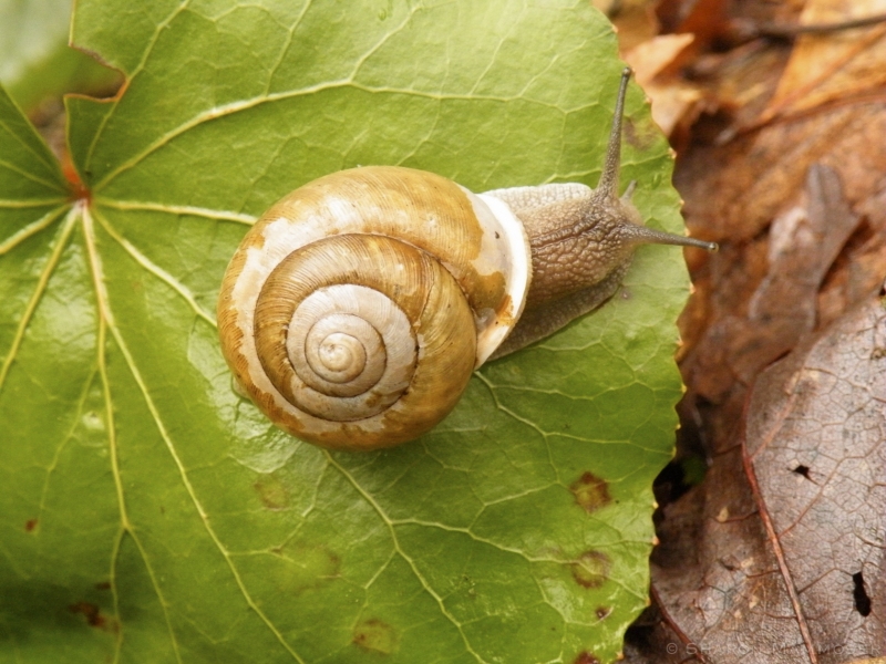 A Snail on a leaf