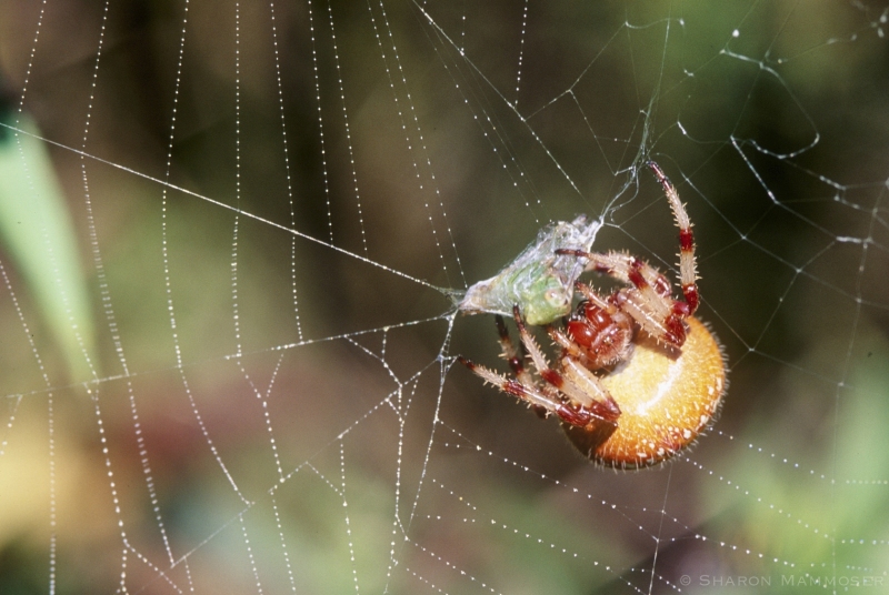A Marbled Orbweaver with a grasshopper