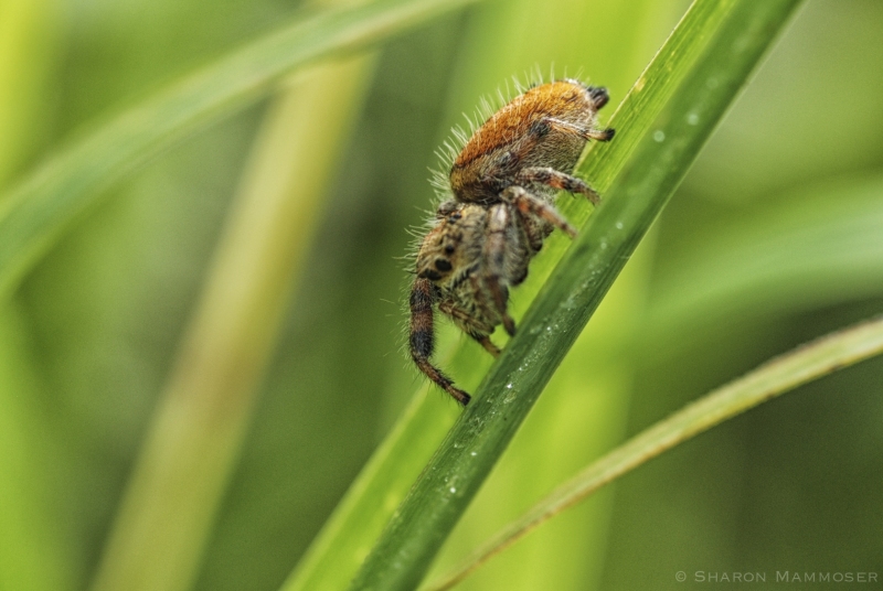 A Jumping Spider in the grass