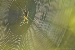 An Orchard Orbweaver waiting in its web