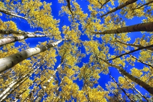 Trees