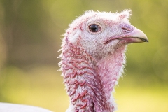 A portrait of rescued turkey Tai enjoying a sunny day under a willow tree at Woodstock Farm Sanctuary High Falls, New York, USA, 2024. Jo-Anne McArthur / We Animals