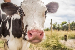 Young calf Salvador gets to know his new surroundings a few days after his rescue by farm animal sanctuary Santuario Igualdad in Chile. Salvador was dying from starvation when the sanctuary rescued him. Santuario Igualdad, El Monte, Santiago, Chile, 2014. Gabriela Penela / We Animals