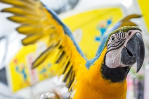 Wildlife Interaction Tourism