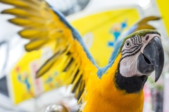 Locked up and for sale at Bird Alley. Taipei, Taiwan, 2019. Jo-Anne McArthur / We Animals