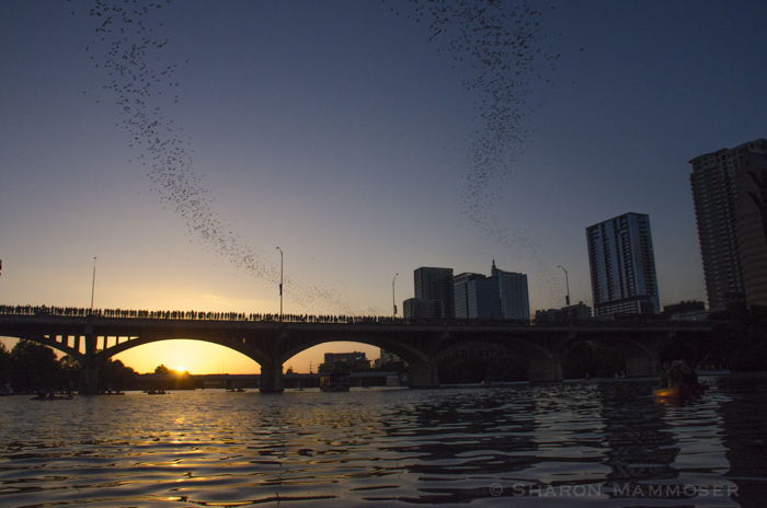 Bats emerging from the Congress Avenue Bridge in Austin