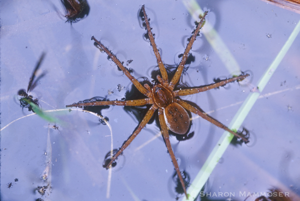 Myth: You identify spiders by markings