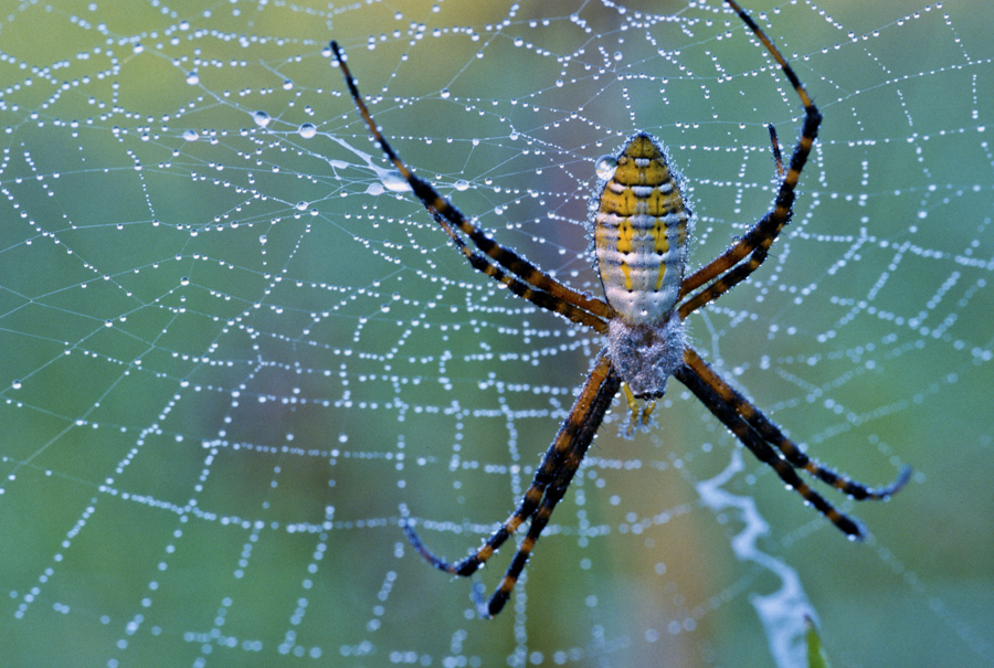 Myth: You identify spiders by markings