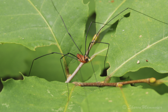 Daddy Longlegs: Two Eyes, Eight Legs, And No Webs