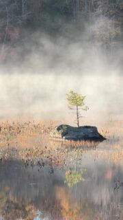 “We depend on nature not only for our physical survival, we also need nature to show us the way home, the way out of the prison of our own minds.” — Eckhart Tolle 

Wishing you peace in this messed up world. 

@natureformysoul #natureformysoul #natureismytherapy #reels #naturetherapy #beautyiseverywhere #naturelover #natureismychurch #natureismyhome #outdoorsessions #kayaking #paddling #adirondacks #peace #serenity