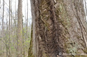 Poison ivy has a hairy vine that climbs trees