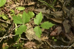 Poison ivy has toothed leaves