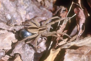 This spider carries around her egg sac to protect them