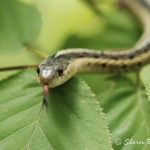 A common GARTER snake. (Not a garden snake as some people call it!)