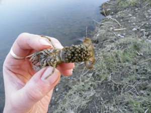 crayfish-