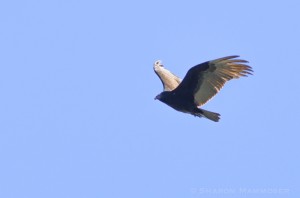 Turkey vulture in flight--notice the shallow V-shape of the wings 