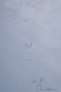 Squirrel tracks in the snow