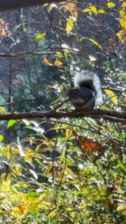 “Look at a tree, a flower, a plant. Let your awareness rest upon it. How still they are, how deeply rooted in being. Allow nature to teach you stillness.” — Eckhart Tolle

@natureformysoul #natureformysoul #natureismytherapy #reels #naturetherapy #beautyiseverywhere #naturelover #natureismychurch #natureismyhome #outdoorsessions #stillness #awareness #nature