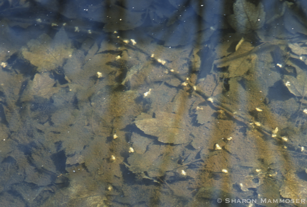Male spermatophores on the bottom of the wetland