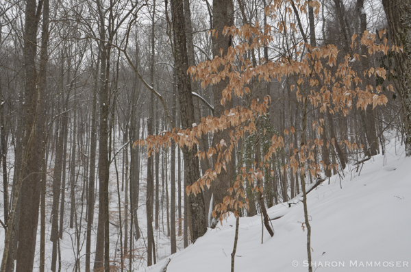 Why Do Some Trees Keep Their Leaves Through Winter?