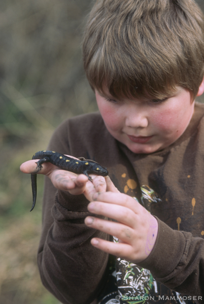 Most people never get to see a spotted salamander