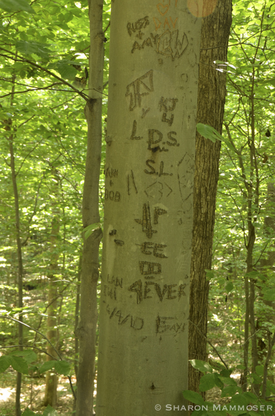 Beech trees are often targets of graffiti which can harm the tree.