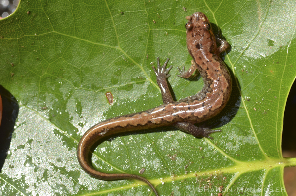 A dusky salamander