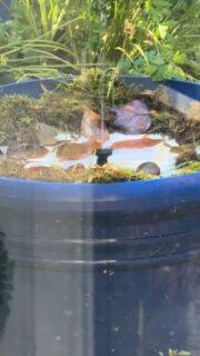 I love watching birds visit the water fountain I made! Lots of birds are attracted to the sound of splashing or bubbling water. Directions on how to make this can be found on my website at NatureForMySoul.com. 

@natureformysoul #natureformysoul #natureismytherapy #reels #naturetherapy #beautyiseverywhere #birds #bathingbirds