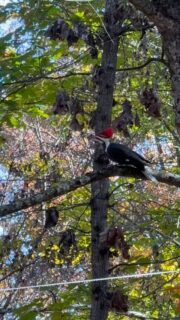 I’ve been watching a pair of pileated woodpeckers outside my office window! What a treat! This is our largest woodpecker, almost the size of a crow. It is between 15 to 17 inches tall with a wingspan of approximately 30 inches. 

The pileated woodpecker digs rectangular holes in trees to find ants. Sometimes these holes are so big that it causes the tree to break in half and fall! 

@natureformysoul #natureformysoul #natureismytherapy #reels #naturetherapy #naturelover #natureismychurch #natureismyhome #woodpecker #birds #pileatedwoodpecker