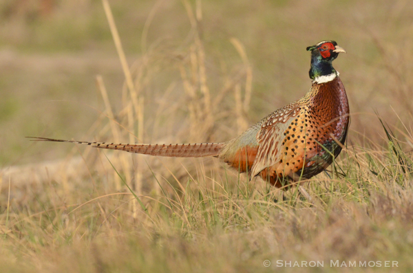 Non-native ring-necked pheasants share habitat with prairie chickens