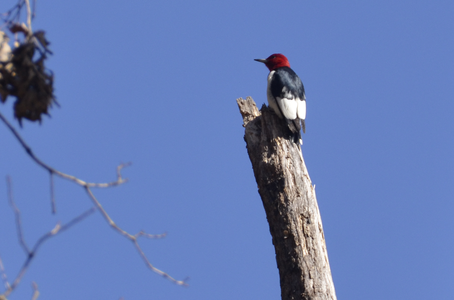 A red-HEADED woodpecker