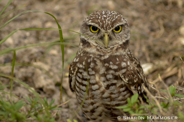 A burrowing owl
