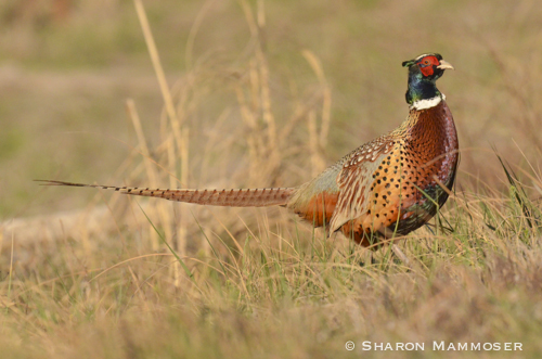 Nature Notes: The magnificent ring-necked pheasant, Travel And Outdoors