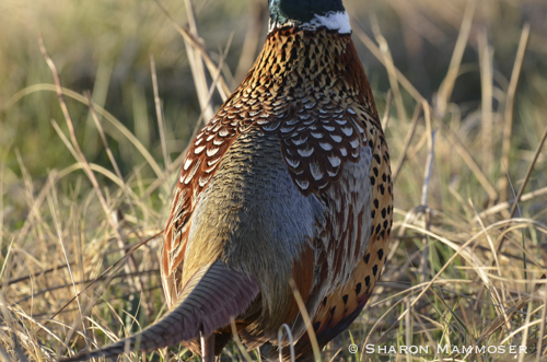 Male pheasants have striking feathers