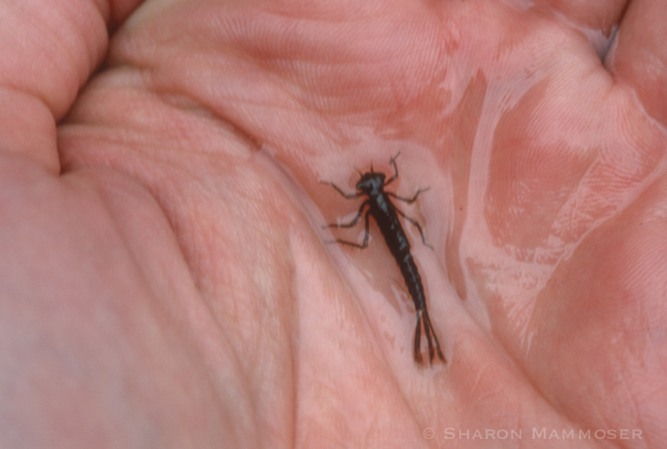 A damselfly nymph--notice the 3 feathery gills at the end.