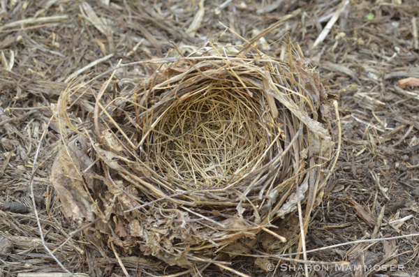An eastern towhee's nest