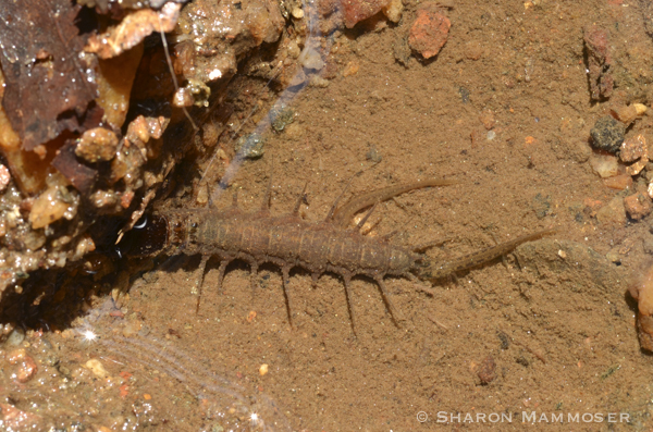 A hellgrammite in the stream with two dusky salamanders (these are tiny!)