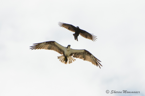 A crow chases an osprey that has a fish