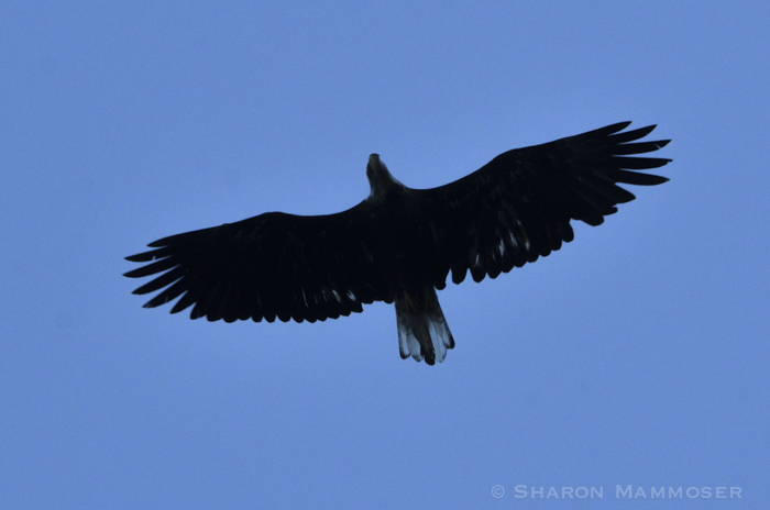 a bald eagle silhouette