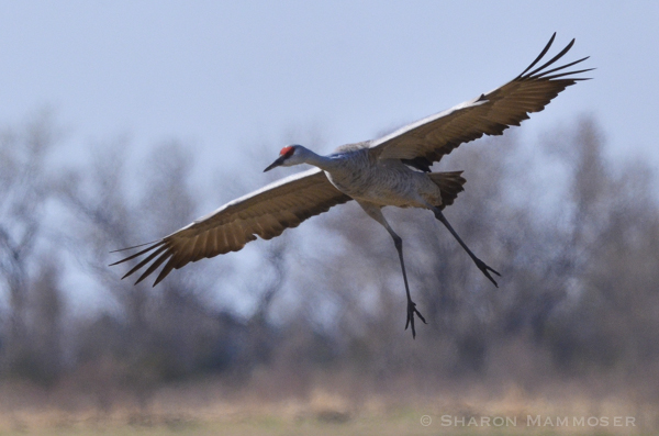 A sandhill crane lands in a field