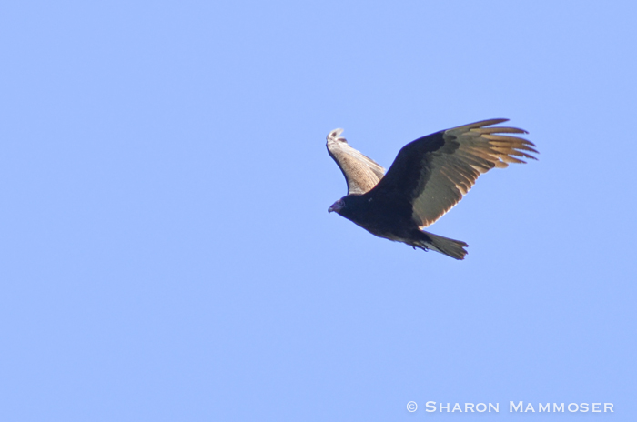 A soaring turkey vulture