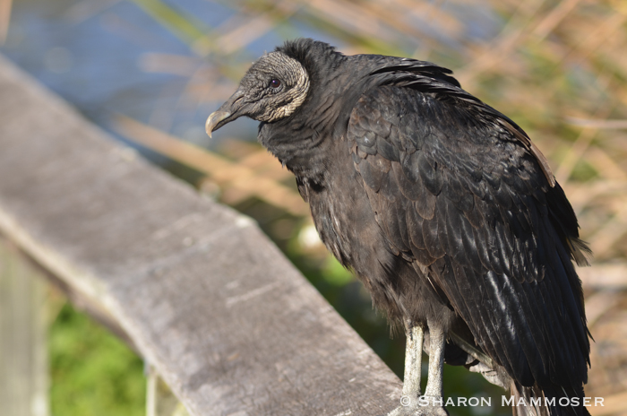 Another species of vulture--a black vulture