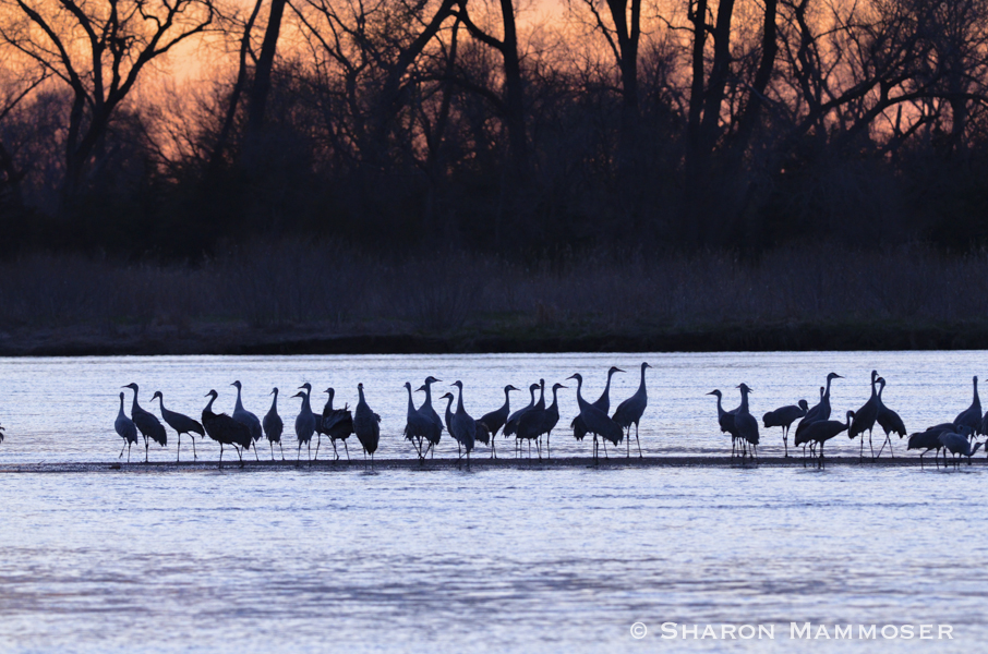 Sandhill cranes on the Platte River