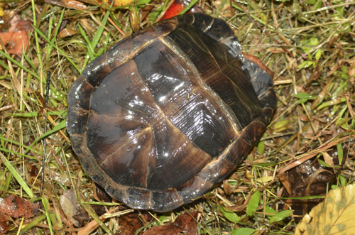 turtle-2594