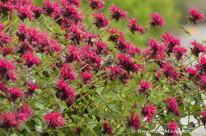 Red bee balm is spectacular in a bunch! Here a song sparrow sits in the middle.