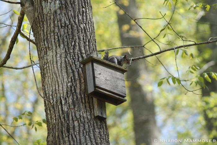 Avoid putting bat boxes on trees where predators can reach them