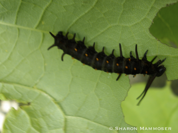 Pipevine swallowtail caterpillar feeds on pipevine